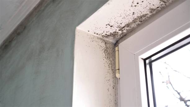 Best Attic Mold Removal  in Sunrise, FL