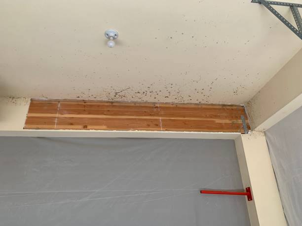 Best Emergency Mold Remediation  in Sunrise, FL
